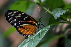 Heliconius (Papiliorama)