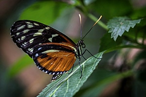 exotische Schönheit im Papiliorama