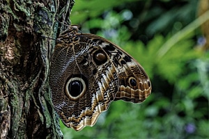 Caligo atreus dionysos (Bananenfalter) Caligo atreus dionysos (Bananenfalter)