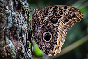 Caligo atreus dionysos (Bananenfalter)
