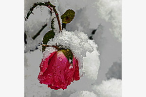 Die Rose