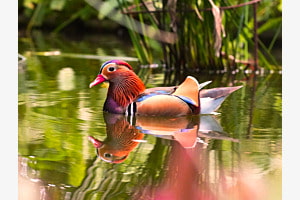 Ente Ente Ente
