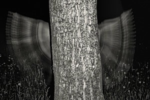 Fliegender Baum
