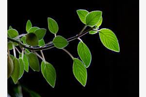 Leuchtendes Grün Leuchtendes Grün