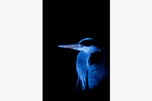 Blue bird Blue bird
