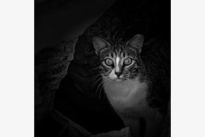 Der vorsichtige Blick