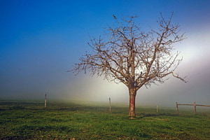 Der Nebelbogen