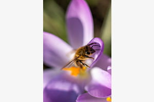 Fleißiges Bienchen 