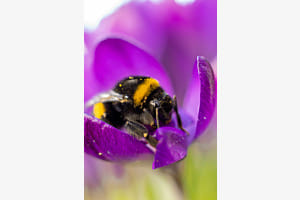 Hummel