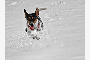 Trudy 