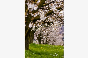 Kirschblüte