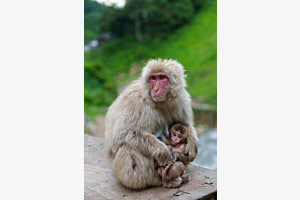 Mami und Baby SnowMonkey in Japan Mami und Baby SnowMonkey in Japan