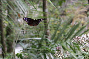 Schmetterling im Anflug ¦ Taroko-Schlucht, Taiwan
