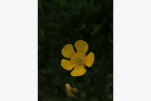 Botton d'oro