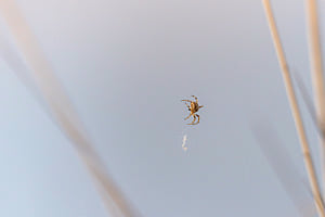 Spinne im Abendlicht