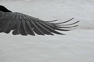 birdy