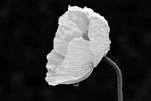 Der Regentropfen und die Blume.