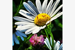 Frühlingsblumen 