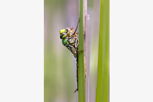 Schlüpfende Libelle 