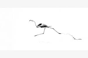 Der Sprung 