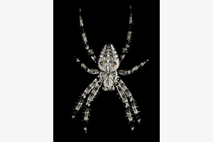 The Spider 