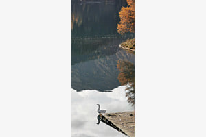 Die Gans posiert (Schatten- Lichtspiel ode Spiegelbild) 