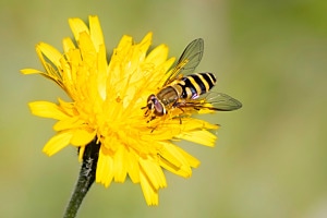 Die Blume und die Biene 