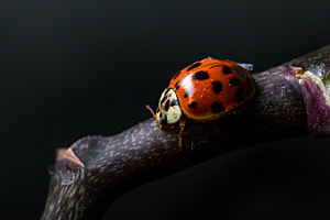 Ladybug