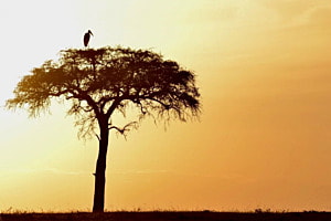 Marabout 