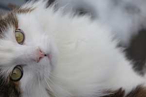 Katzen Portrait Foto 