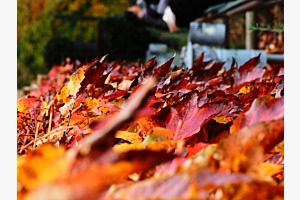 Makroimpression im Herbst 