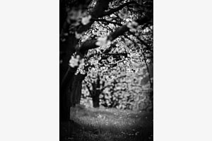 Kirschblüte 
