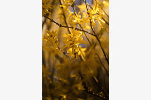 Forsythie