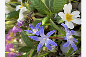 Die fleissige Biene