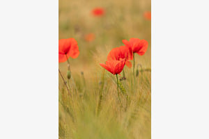 Mohnblumen
