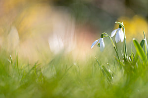 Printemps
