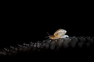 Die Schnecke