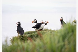 Puffin Family