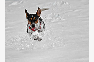 Trudy 