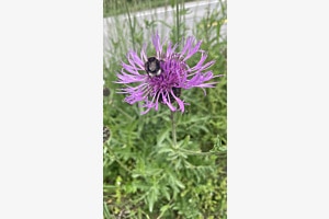 Hummel