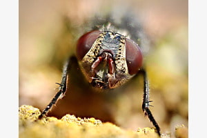 Fliege Makro