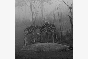 Giraffe Giraffe