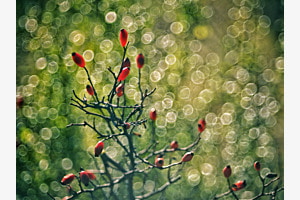 Lichtspiel Lichtspiel