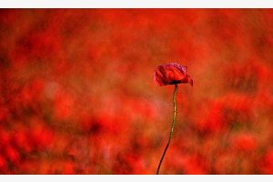 Rot Rot