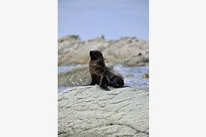 splash and seal splash and seal