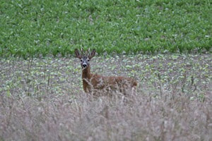 Das Reh im schönen Feld
