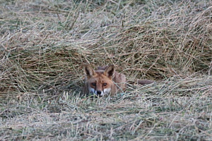 Der Fuchs in Tarnung