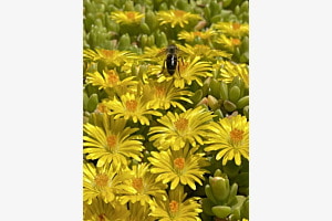 Gelbes Bienenparadies