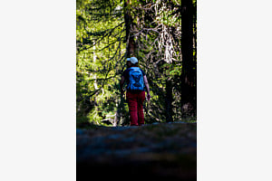 Wandern im Wald
