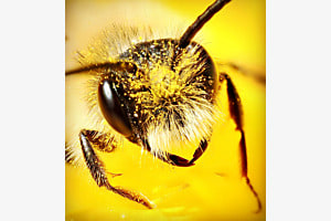 Biene Makro